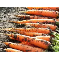 Семена моркови.Сорт Амстердамская-8$\кн